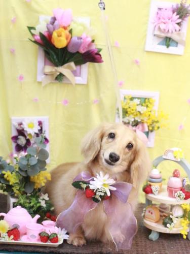 20230311モモちゃん